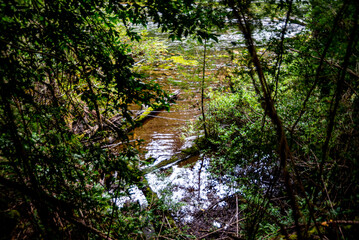 Patagonian Andean forest in Rio Negro, Argentina
