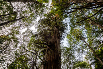 Patagonian Andean forest in Rio Negro, Argentina