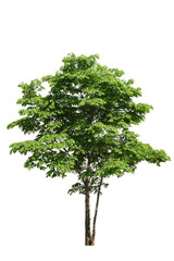 green tree side view isolated on white background for landscape and architecture drawing, elements for environment and garden
