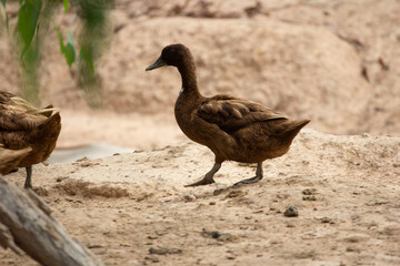 duck and ducklings