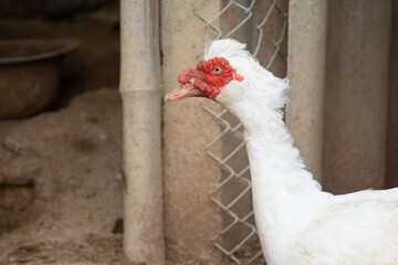 white duck in coop