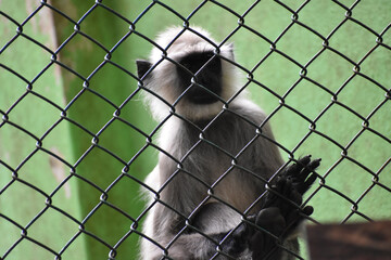 long tailed macaque in the zoo