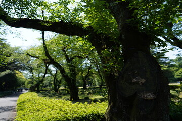 Fototapeta premium 樹木