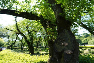 Fototapeta premium 樹木