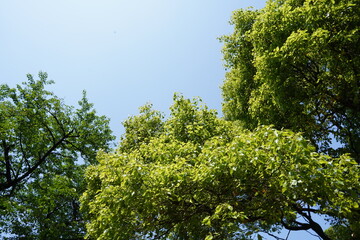 Fototapeta premium 空と木
