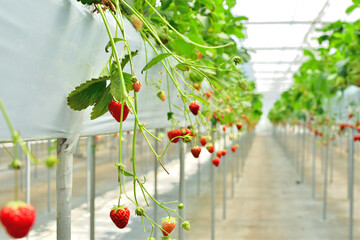 ビニールハウスでのイチゴ栽培