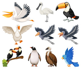 Different kinds of birds collection