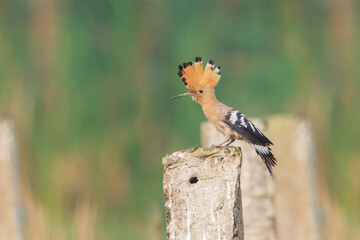 Common Hoopoe on the wall