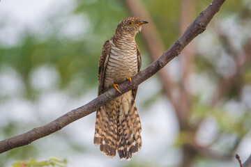 Eurasian Cuckoo perched on branch.
