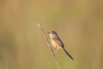 Fototapeta premium Plain Prinia bird on a branch .