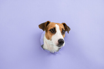 Funny dog muzzle from a hole in a paper lilac background. Copy space. 