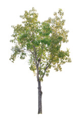Fototapeta na wymiar Closeup Big Mahogany Tree isolated on white background