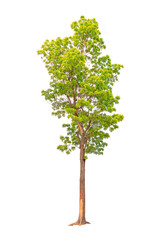 Fototapeta premium Closeup Big Mahogany Tree isolated on white background