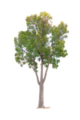 Closeup Big Mahogany Tree isolated on white background