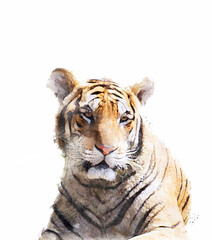 The tiger is lying on a wood log. Watercolor style. Illustration.