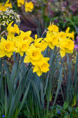 Abundance of classic bright yellow daffodils growing in a spring garden, as a nature background

