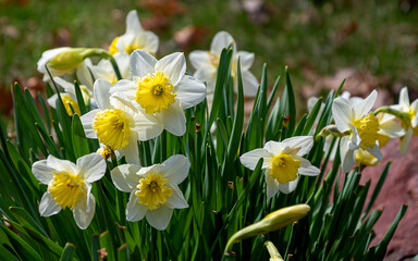 yellow Daffodils in the garden at springtime