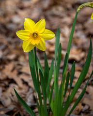 yellow Daffodils in the garden at springtime