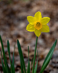 Fototapeta premium yellow Daffodils in the garden at springtime