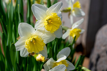 yellow Daffodils in the garden at springtime