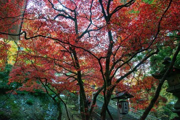 紅葉の大雄山・最乗寺