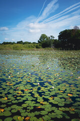 Lily pads in Lake Hodge in Casselberry, a suburb of Orlando, Florida