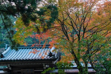 紅葉の大雄山・最乗寺