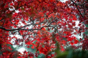 紅葉の大雄山・最乗寺