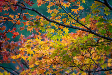 紅葉の大雄山・最乗寺