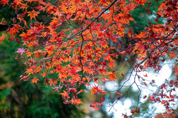 紅葉の大雄山・最乗寺