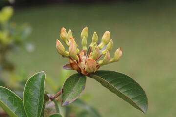 red and yellow flower