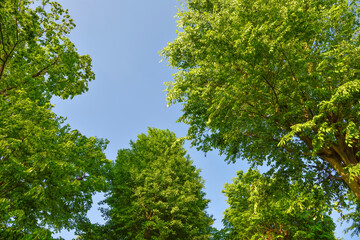 新緑の木々