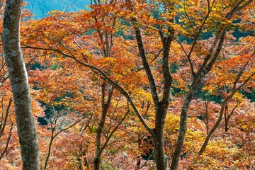 鳥居観音の紅葉