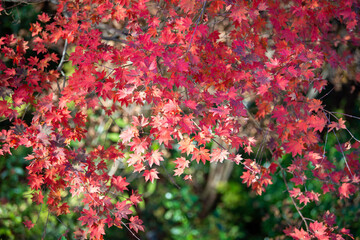 鳥居観音の紅葉