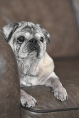 Obraz premium a pug dog on a leather sofa