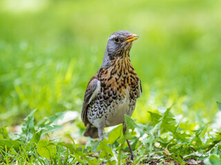 Wood bird Fieldfare, Turdus pilaris, on a sprng lawn.