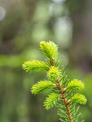 Fir branches with fresh shoots in spring.