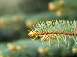 Fir branches with fresh shoots in spring.