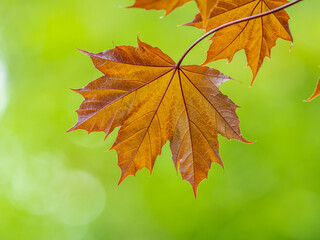 Tree branch with dark red leaves, Acer platanoides, the Norway maple Crimson King. Red Maple acutifoliate Crimson King, young plant with green background.