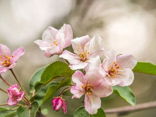 Fresh pink flowers of a blossoming apple tree with blured background