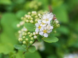 Spiraea chamaedryfolia or germander meadowsweet or elm-leaved spirea white flowers with green background.