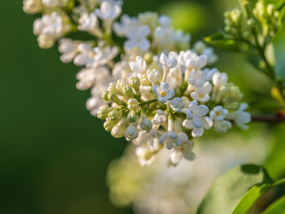 White Blooming Lilac Flowers in spring with blured background