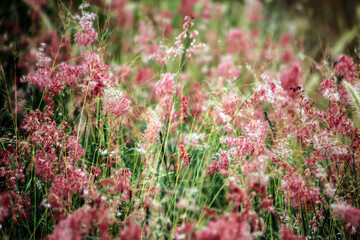 The grass flower on field