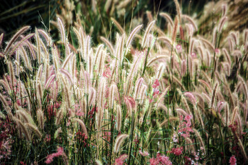 The grass flower on field