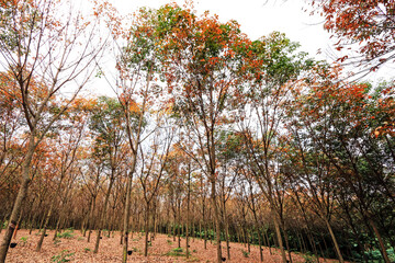 The para wood in the garden