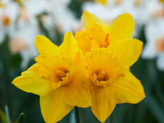 Fototapeta na wymiar daffodils in spring