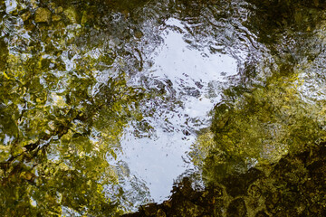 Forest landscape projected on valley water