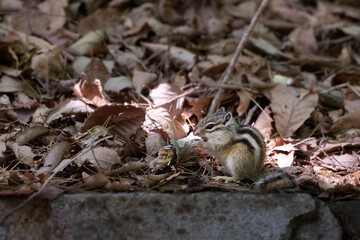 Squirrel found in the mountains. Eutamias sibiricus