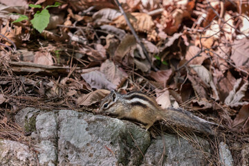Squirrel found in the mountains. Eutamias sibiricus