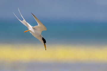 Tern dives and the colours remind us of the Ukraine